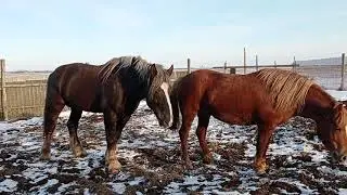 #Horses