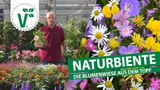 Naturbiente - Die Blumenwiese im Topf