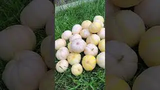 Маленькая грядка-большой урожай!