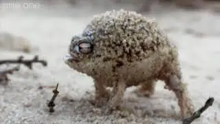Angry ali-a frog (EAR RAPE!)