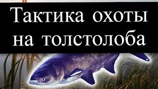 ТАКТИКА ОХОТЫ НА ТОЛСТОЛОБИКА...