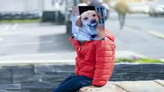 A New Dog In Town |#beluga