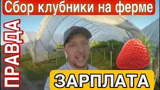 СБОР КЛУБНИКИ НА ФЕРМЕ | ВСЯ ПРАВДА | БОЛЬШОЙ ВЫПУСК
