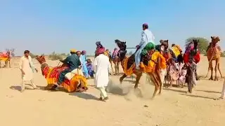 Camel Race || Camel Running In Pair || Camel Melo || Camel Competition