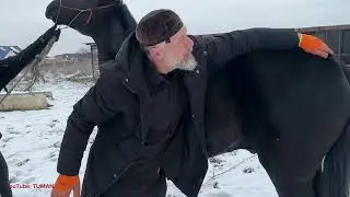 Заявка с Владивостока на Подбор и осмотр Жеребца
