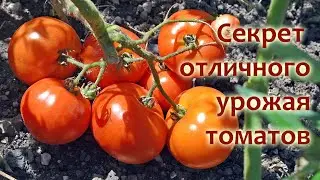 Бордосская жидкость для томатов - секрет отличного урожая