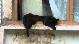 уставший кот