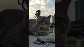 attitude cat