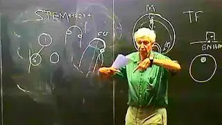 How Do You Get From A Cell To An Embryo? | Lewis Wolpert