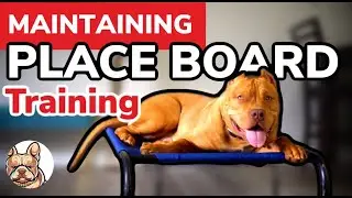 Maintaining Place Command For Your Dog or Puppy … Dog Training