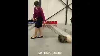 Сравнение на лучшего кобеля породы Пекинес