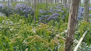 Теплица с Статицей в Эквадоре