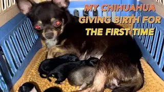 MY CHIHUAHUA GIVING BIRTH FOR THE FIRST TIME - Normal delivery and care tips from Woofer Waggers