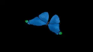 Colourful Butterfly
