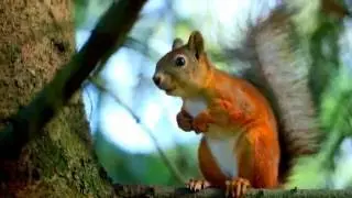 Scandinavian Squirrel :)