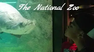 Smithsonian National Zoo | Huge Freshwater Tank | Amazonian Themed Exhibit