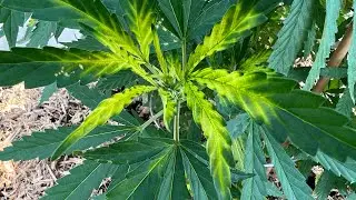 Fix Garden Sulfur Deficiency