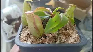 Pitcher Plant (Mirabilis X Viking) X Viking