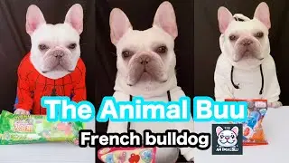 The Animal Buu Compilation | the most Fuuny collection105 