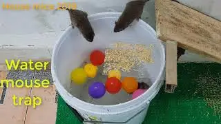 How to make rat trap/ water mouse trap/ mouse trap 2019