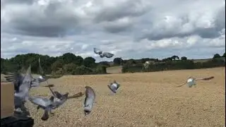 End of pigeon racing season. Final race of Survival Series