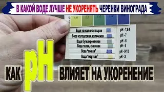 🍇 Никогда не укореняй ЧЕРЕНКИ ВИНОГРАДА в ЭТОЙ воде. Как зависит укоренение от КИСЛОТНОСТИ воды. pH.