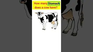 Total Stomach of Cow 🤔 #shorts