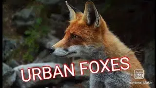 urban foxes