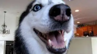 Mishka says 