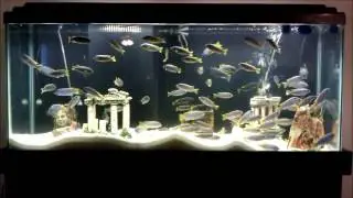 55 Gallon Acei Tank
