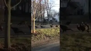 Мистический индюход!