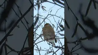Hawfinch / Дубонос Обыкновенный