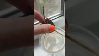 дерево из косточки//