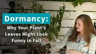 Dormancy: Why Your Plant's Leaves Look Funny in Fall