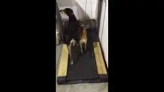 2 dogs running on the treadmill at the same time.