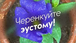 Черенкуйте эустому! 🌺 Это просто!