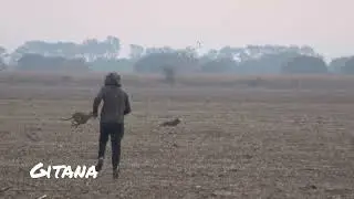 #galgosvsliebres