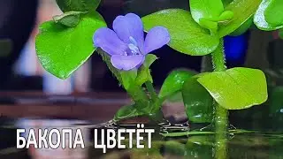 Бакопа каролинская цветет в аквариуме!