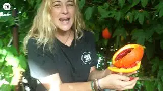 משתלת ולך - פרי הגאק