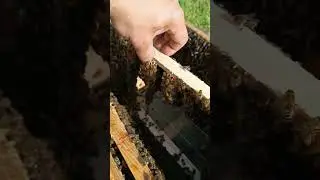 Рой прилетел часть вторая