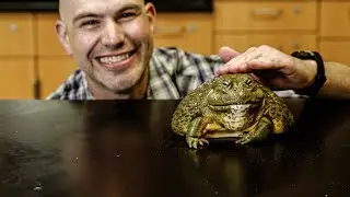 Class Amphibia: Frog vs Toad?
