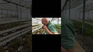 Produção hidropônica na Europa- Portugal