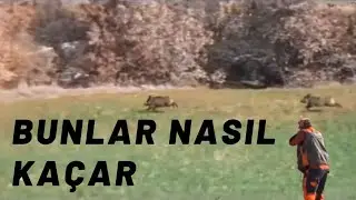 KÖPRÜBAŞI ESAT MEVKİİ DOMUZ AVI (TURKEY WİLD BOAR HUNT)(Caccia Al Cinghiale Di Tacchino)