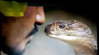 أمير الأفاعي يُقبّل أفعى الكبرى من فمِها Prince of Snakes accept big snake out of her mouth
