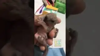 เลี้ยงลูกกระรอกตกจากรัง Raising Squirrel falling from the nest.