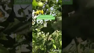 БАЗЕЛИК ДРУГ ТОМАТОВ