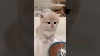 makan cing?