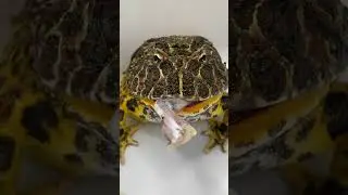 IS MY PACMAN FROG A CANNIBAL? LUNCHBOX EATS FROG!