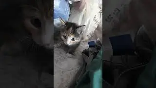 Милый котенок