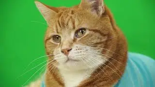 KEYBOARD CAT assorted BENTO outs